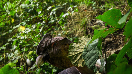 Majestic andean condor partially obscured by leaves in its natural habitat