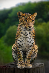 Powerful leopard sits perched on a tree stump, its gaze fixed on the distance, embodying the wild beauty of the jungle