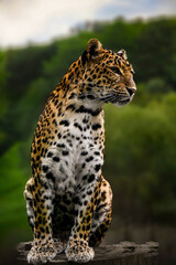 Powerful leopard sitting majestically on a wooden surface, observing its surroundings with an intense gaze, showcasing its beautiful spotted coat