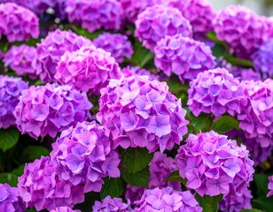 Close-up of vibrant purple hydrangeas