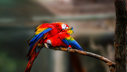 Two scarlet macaws showing affection, perched on a branch © juraj