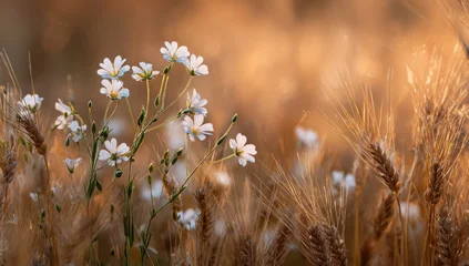 Crédence de cuisine  Field flowers bathed in golden light  © nurlela