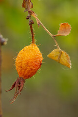 A vibrant, spiky orange rose hip hangs from a thorny branch, with a single dew-covered water droplet on its stem. The fruit and its accompanying leaf, showing signs of autumn color, are the focal poin