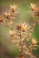 A macro photograph focuses on the intricate, dried seed heads of a thistle plant, its spiky, brittle form in shades of golden-brown. The main subject is sharp, while other parts of the plant are softl