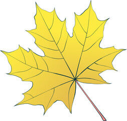 Hand-drawn yellow-gold autumn colored single maple leaf isolated on white background. Flat and line style vector illustration.