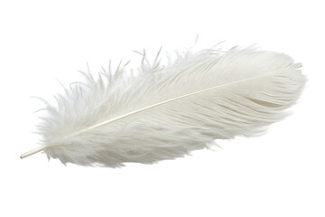Fototapeta premium Delicate white feather isolated on transparent background. White feather isolated on white background.