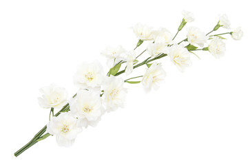 Fototapeta premium Delicate white blossom branch isolated on transparent background. White flowers branch stalk isolated on white background.