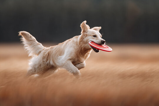 Golden retriever joyfully sprints across a field, retrieving a red disc. Symbolizes energy, companionship, and outdoor fun. Ideal for pet care, active lifestyle.