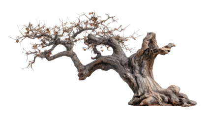 A sculpted bonsai tree