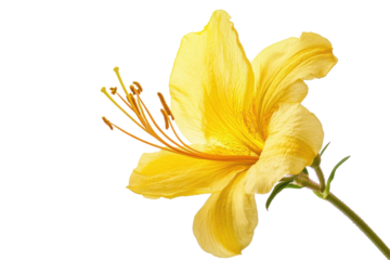 Close up of a vibrant yellow lily flower with delicate petals and stamens isolated on transparent background. Yellow flower isolated on white background.