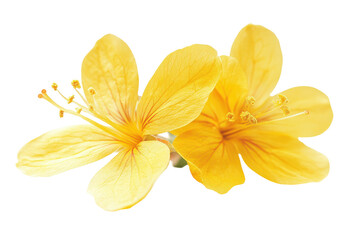 Two bright yellow flowers with delicate petals isolated on transparent background. Yellow flower isolated on white background.