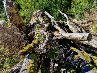 Tangled Roots and Debris of Fallen Tree in Forest