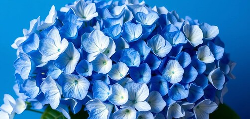 Close-up of blue and white hydrangeas against a blue backdrop, pretty, macro