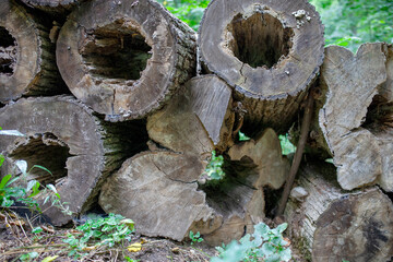 Rotting logs with hollow cores in a forest, surrounded by lush green foliage. The natural wood...
