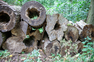 Rotting logs with hollow cores in a forest, surrounded by lush green foliage. The natural wood...