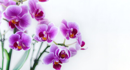 orchid pink flowers Phalaenopsis Mini Mark variety, Phalaenopsis mini multiflora orchid, Brother...