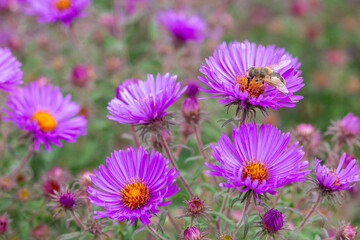 A vibrant close-up of a bee gathering pollen from bright purple asters, capturing the essence of a lively meadow in late summer, perfect for environmental and nature-themed designs or editorial use.