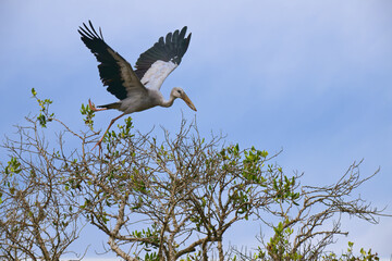 Asian openbill or Asian openbill stork (Anastomus oscitans) in flight, Sri lanka