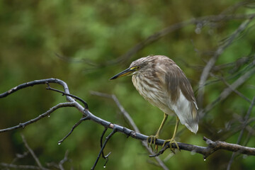 Indian pond heron (Ardeola grayii) on a branch, Sri Lanka