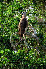 Grey-headed Fish Eagle (Icthyophaga ichthyaetus) on a branch, Sri Lanka