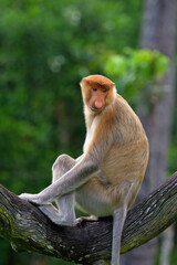 Naklejka premium Endemic Proboscis monkey or Long-nosed monkey (Nasalis larvatus), sitting on a branch in the forest, Borneo, Malaisia