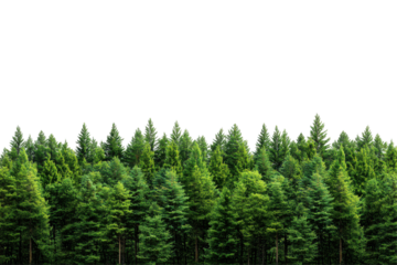Dense row of green pine trees isolated on transparent background. Beautiful forest isolated on white background.