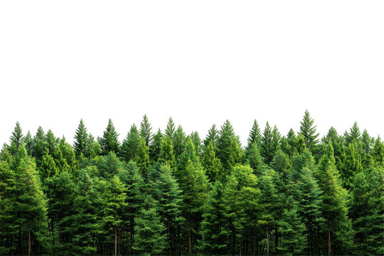 Dense row of green pine trees isolated on transparent background. Beautiful forest isolated on white background.