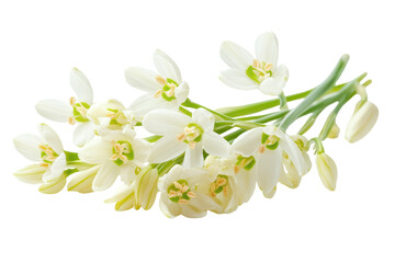 Obraz premium Delicate white snowdrop flowers with green stems isolated on transparent background. Beautiful snowdrop flowers in morning sunlight spring isolated on white background.