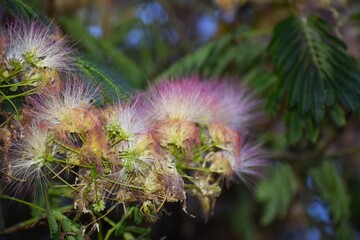 Blooming Albizia julibrissin with pink and white fluffy flowers