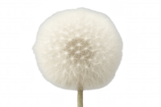 Close-up of a dandelion seed head with white fluffy seeds, isolated on a transparent background, ready for graphic design projects
