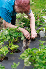 Kitten in the strawberry patch