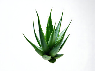Fototapeta premium Floating detailed aloe vera plant isolated white background