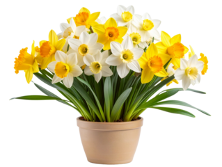 Bunch of White and Yellow Daffodils in Ceramic Pot, Decorative Arrangement, Isolated on Transparent Background 