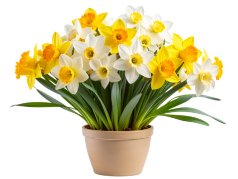 Bunch of White and Yellow Daffodils in Ceramic Pot, Decorative Arrangement, Isolated on Transparent Background 