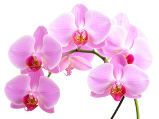 Obraz premium Pink Phalaenopsis Orchid Stem with Multiple Blooms, Realistic Side View, Isolated on Transparent Background