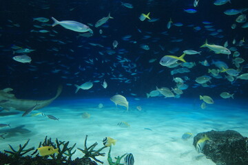 coral reef and fishes