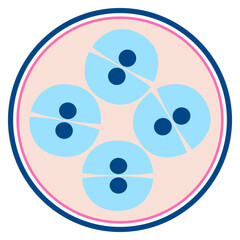 Six Cells Division Stage Vector – Embryo Development and Mitosis