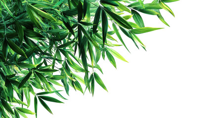 Fototapeta premium Close-up of vibrant green bamboo leaves
