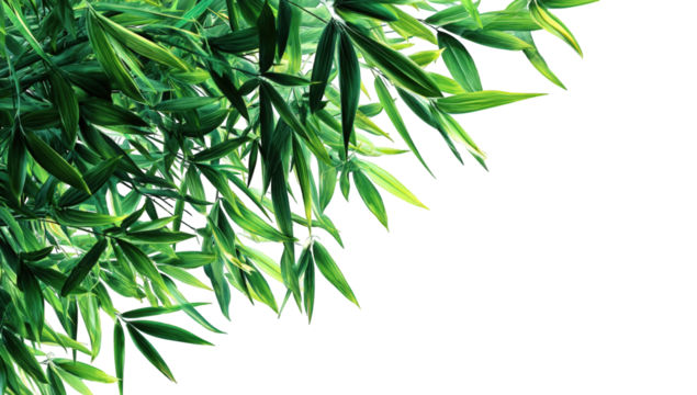 Close-up of vibrant green bamboo leaves