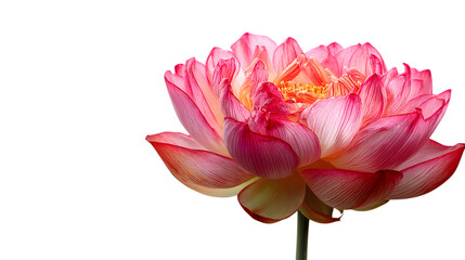 Fototapeta premium Graceful pink lotus flower with delicate petals, creating a calming and tranquil atmosphere isolated on white background