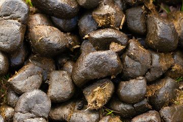 Horse poo close up
