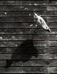 Seagull on a wooden floor. Black and white photography.