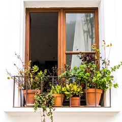Ornamental window with potted plants