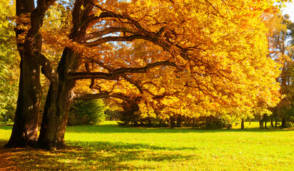 Autumn landscape. Beautiful autumn tree with bright golden foliage in sunny October park lit by...