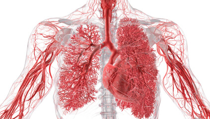 3D rendered image of human torso, highlighting respiratory and circulatory systems