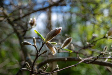  Flowering Magnolia