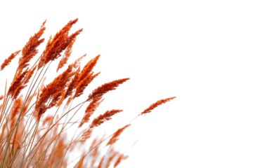 Russet grasses against dark