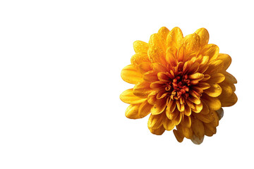 Close-up of a vibrant yellow flower (1)