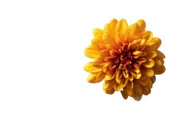 Close-up of a vibrant yellow flower (1)