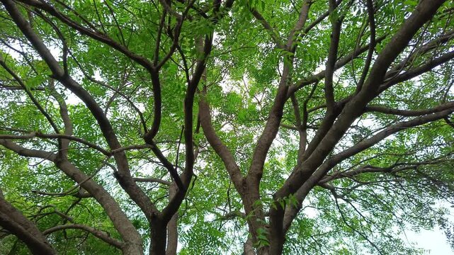 Azadirachta indica in village. Very powerful Indian medicinal tree.